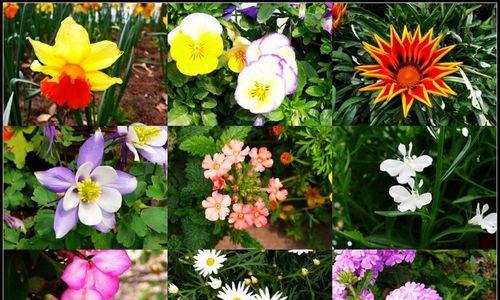 柠檬草的花语——展现清新与欢愉（柠檬草，芳香之草）