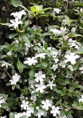 女贞子的花语与象征（探索女贞子花朵背后的意义与象征）