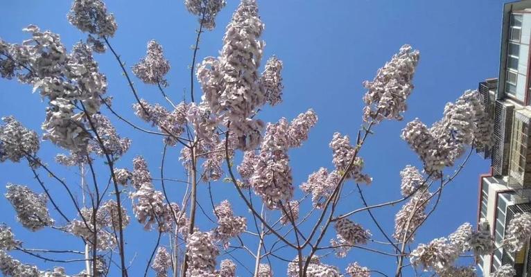 泡桐花的花语和寓意（探寻泡桐花的内涵与象征）