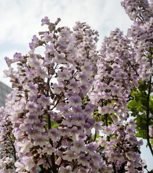 《泡桐花的花语与寓意》（探寻泡桐花的深层内涵）