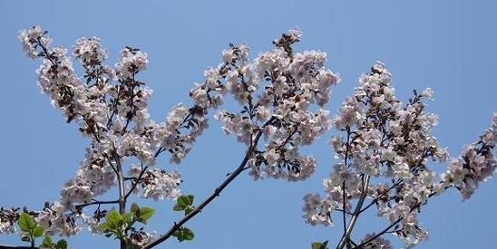 泡桐花的花语与传说（传说中的泡桐花与它的花语）