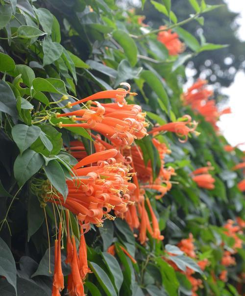 炮仗花（炮仗花的花语与文化传统）