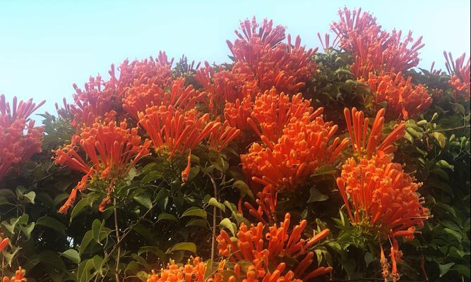 炮仗花（炮仗花的花语与文化传统）