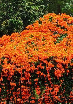 炮仗花（炮仗花的花语与文化传统）