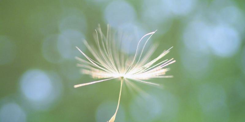 蒲公英的花语与寓意——希望与自由的象征（自由飘散的蒲公英）