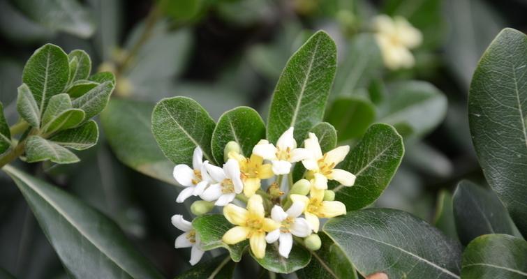 七里香花语传达着什么？（探秘七里香花的含义与象征）