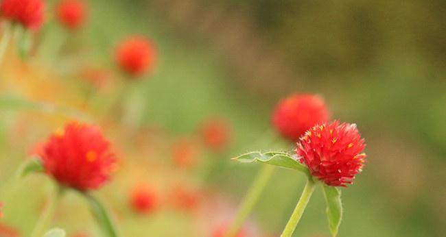 千日红花语——不朽的生命之美（用千日红表达永恒的爱与回忆）