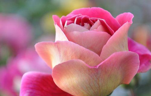 浅粉色玫瑰的花语与含义（解析浅粉色玫瑰所代表的情感与寓意）
