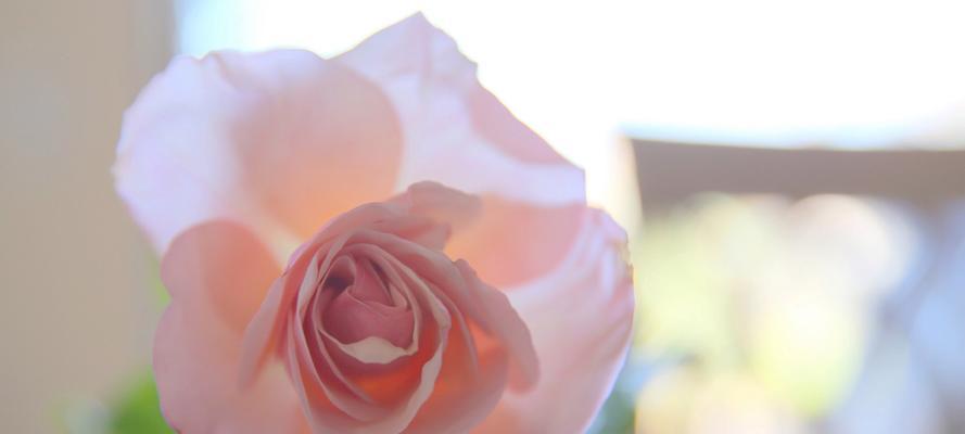 浅粉色玫瑰的花语与含义（解析浅粉色玫瑰所代表的情感与寓意）