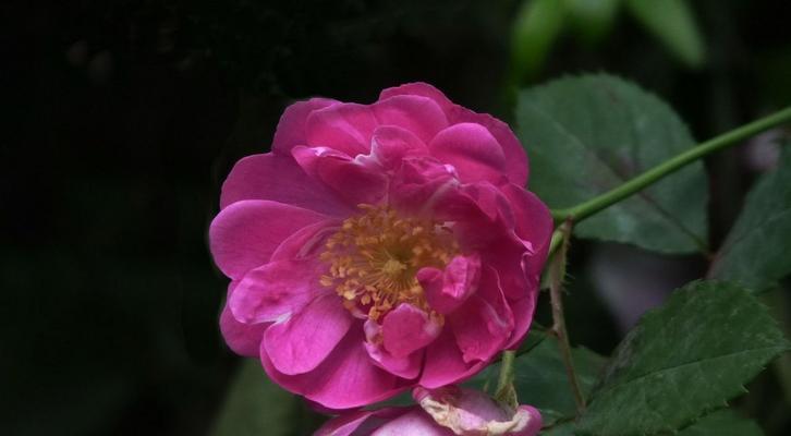 蔷薇花的花语和寓意（美丽绽放，情意绵绵）