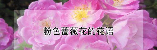 白蔷薇的花语揭示的意义（一朵白蔷薇所蕴藏的情感和象征）