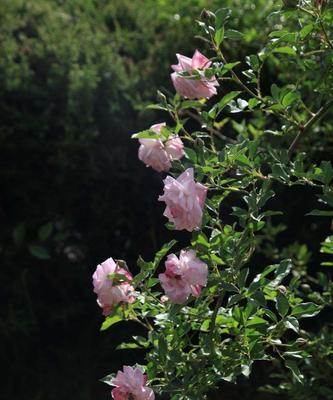 蔷薇花（花语与传说，解读蔷薇的魅力）