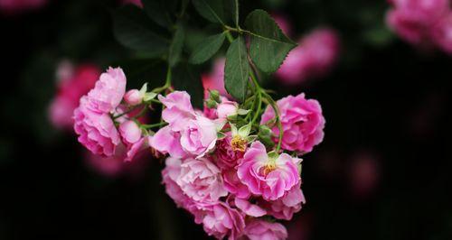蔷薇花花语（探索蔷薇花的深层寓意，分享它传递的爱与美的信息）
