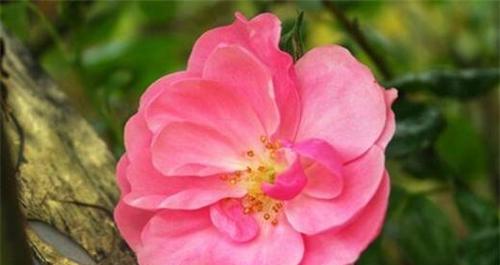 蔷薇花语——爱情与美丽的象征（深入探索蔷薇花语的意义，赋予爱情以独特的韵味）