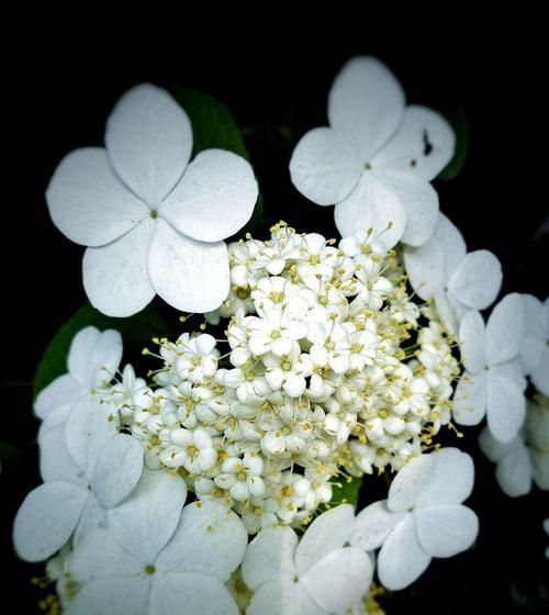 以琼花花语的意义与传承（探寻花语中的情感与文化）
