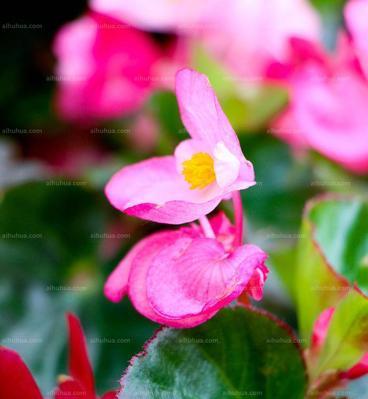 秋海棠——花中的哀思（秋海棠花语及寓意揭示的情感境界）