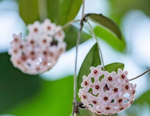 球兰花的花语与意义（探寻球兰花的寓意与象征）