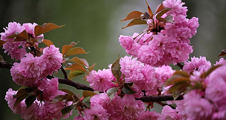 樱花盛放，寓意美好（探索樱花之美，领悟其深刻寓意）