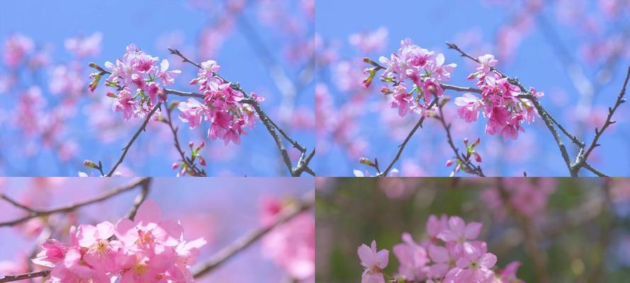 樱花盛放，寓意美好（探索樱花之美，领悟其深刻寓意）