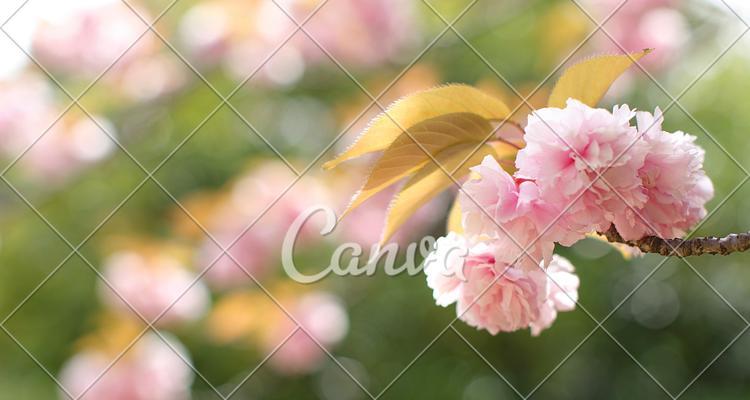 日本樱花的花语（探寻樱花的美丽与含义）