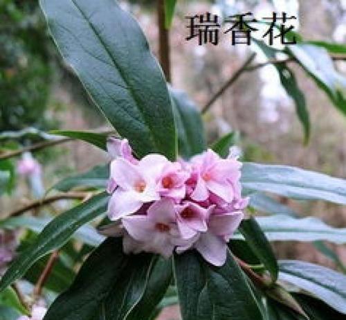 瑞香花的花语及其象征意义（探究瑞香花的花语及其寓意）