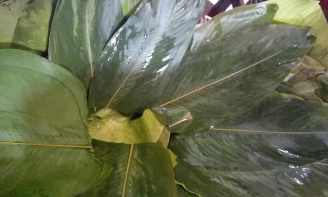 探究箬叶的意义及应用（箬叶的特点与用途）