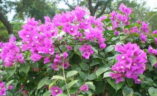 三角梅花语（传承千年的美丽，三角梅花散发着深远的意义）