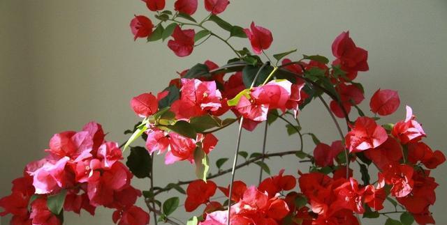 三角梅花语（传承千年的美丽，三角梅花散发着深远的意义）