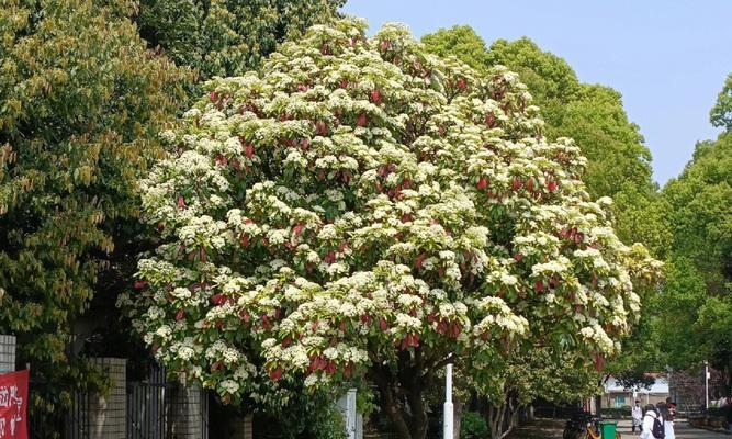 散尾花的花语（探索散尾花的花语及其象征意义）