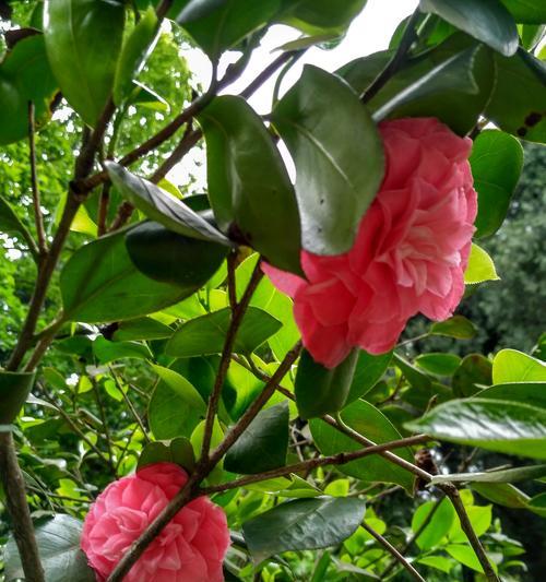 山茶花的花语与寓意（探秘山茶花的神秘花语，了解其深远寓意）