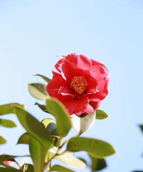 山茶花（在山茶花的美丽中探索爱与希望的含义）