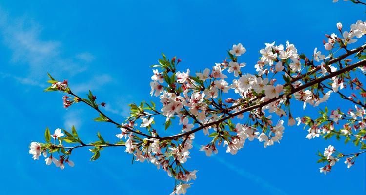 山樱花——爱与希望的象征（感受春天的美丽，品味山樱花的花语）