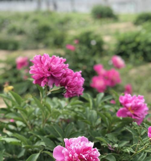 芍药花的美丽与象征意义（探寻芍药花的花语与象征意义）