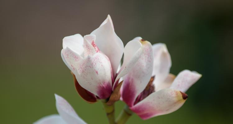 深山含笑花语——自然之美的呈现（探寻深山花海，品味自然花语的奥秘）