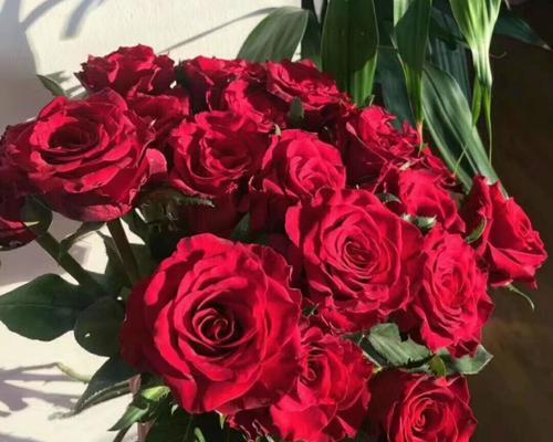 十九朵红玫瑰花语的浪漫传说（浓情蜜意，玫瑰之语尽在十九朵红玫瑰中）