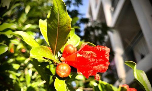 石榴花的花语与寓意（解读石榴花花语，了解石榴花的吉祥寓意）