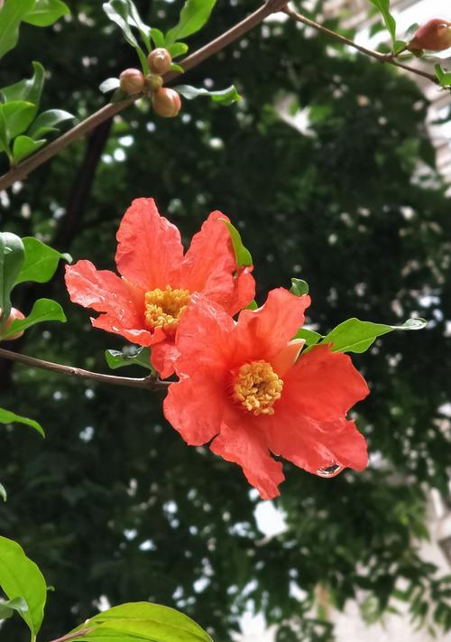 石榴花语与寓意——大地的守护者（探寻石榴花的意义，揭示它在文化中的深远影响）