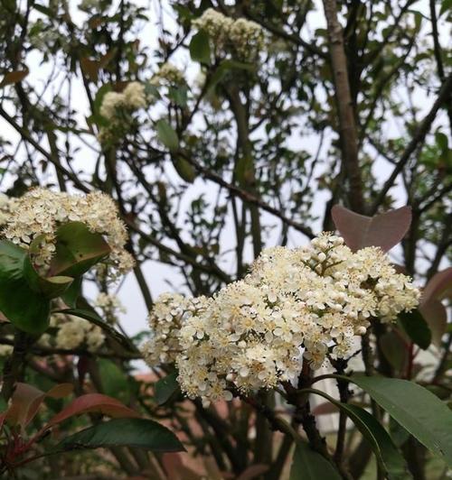 石楠花的花语（用石楠花的花语传递真挚的情感）