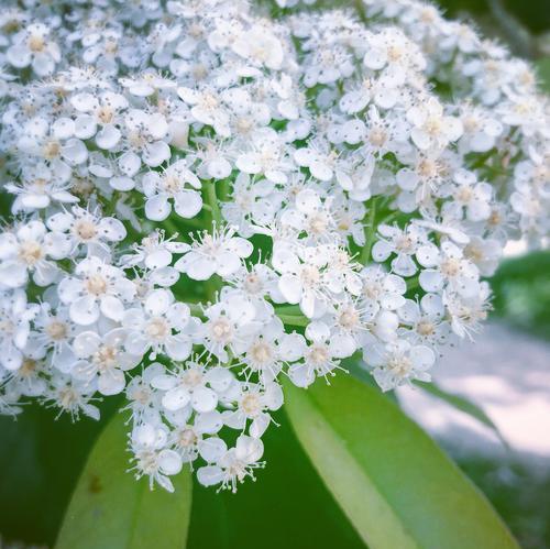 石楠花的花语（用石楠花的花语传递真挚的情感）