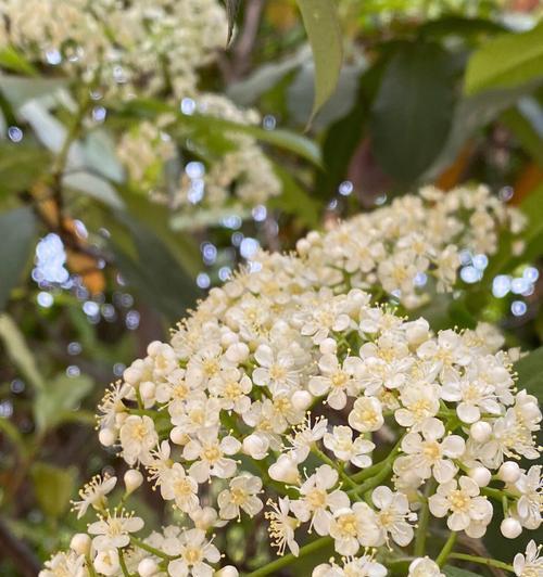 石楠花的花语（用石楠花的花语传递真挚的情感）