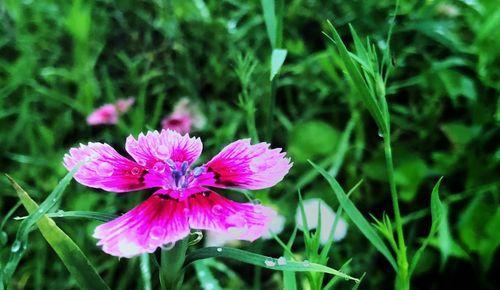 石竹花花语与寓意（探寻石竹花背后的深意）