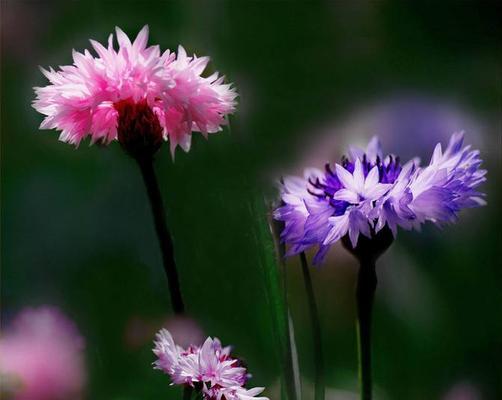 矢车菊花语与寓意——探寻花海中的情感世界（矢车菊花语的由来与传承，以及其在生活中的隐喻）