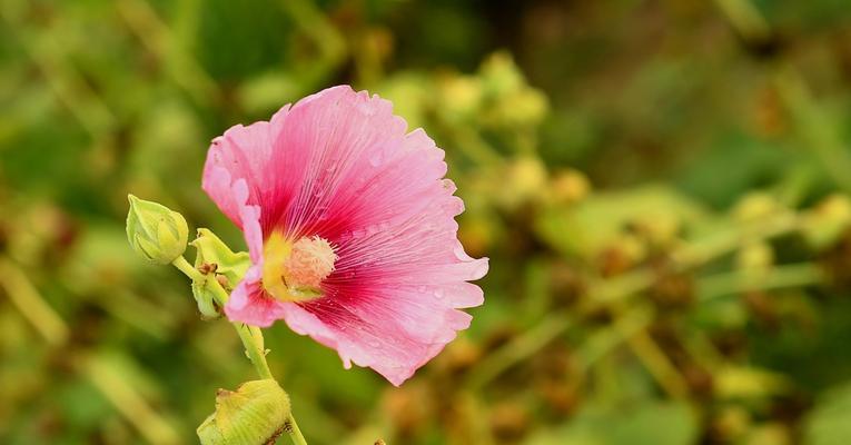 蜀葵花（蜀葵花的美丽与坚毅，以及它在文化中的意义）