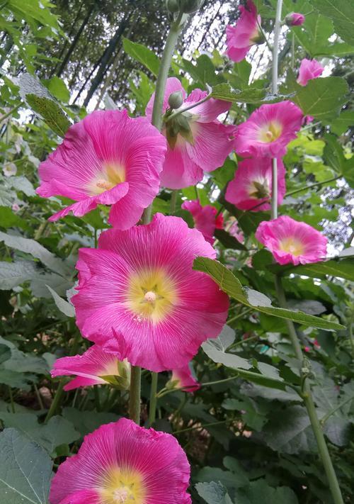 蜀葵花（蜀葵花的美丽与坚毅，以及它在文化中的意义）