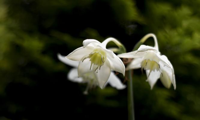 水仙百合的花语与意义（探究水仙百合的深层内涵及其象征意义）