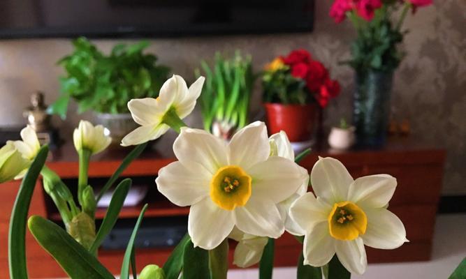 水仙花的象征意义（花园中的精灵——水仙花的含义与故事）