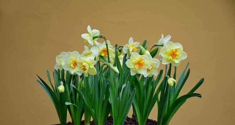 水仙花的寓意与象征意义（美丽与纯洁的象征——水仙花）