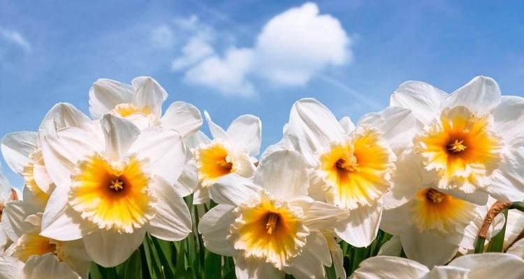 水仙花之真正花语（解读水仙花的内涵与意义）