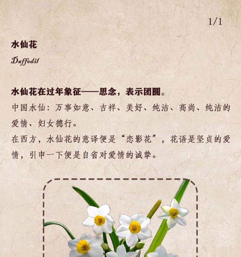 水仙花的花语之美（探寻水仙花所代表的情感与寓意）