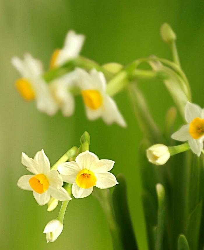 水仙花的花语与意义（探寻水仙花代表的美丽和纯洁）